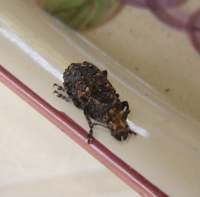 Che cos''?!? Platyrhinus resinosus (Anthribidae)